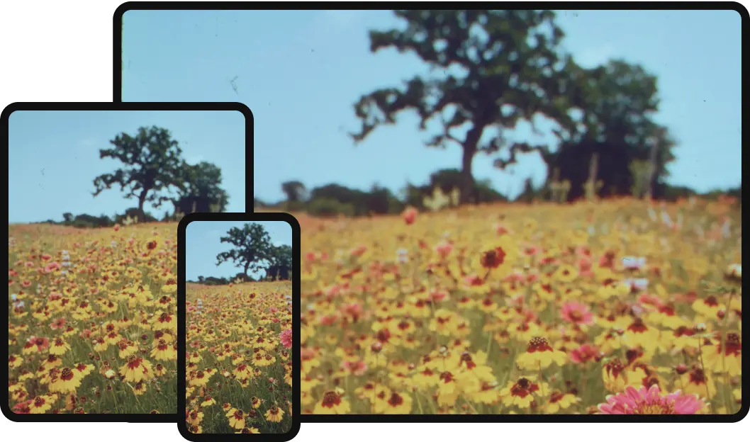 Des smartphones capturant un pré sauvage de fleurs avec des arbres